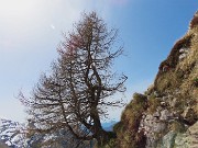 Al Rifugio Capanna 2000 ad anello: neve in scioglimento, fiori in crescita ! 30apr24- FOTOGALLERY